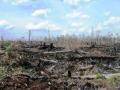 Platgebrand voor oliepalmplantage (Riau, Sumatra, 2005)