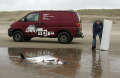 Een medewerker van Ecomare ruimt de resten van een aangespoelde Bruinvis op