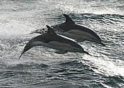  Dolfijnen in de Noordzee