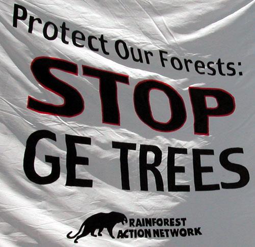 GM-bomen gevaar voor natuur