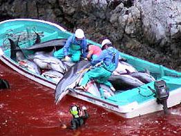 dolfijnen slacht (foto sea shepherd)