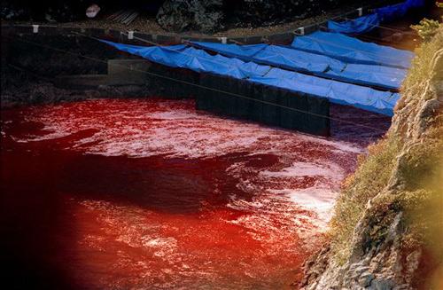 water donker rood gekleurd door dolfijnenbloed. (foto one voice)