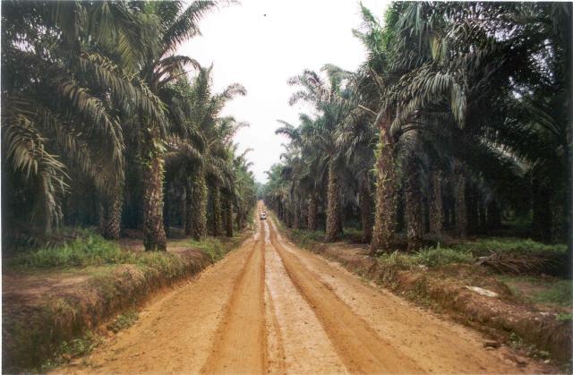 Oliepalm plantage op Sumatra