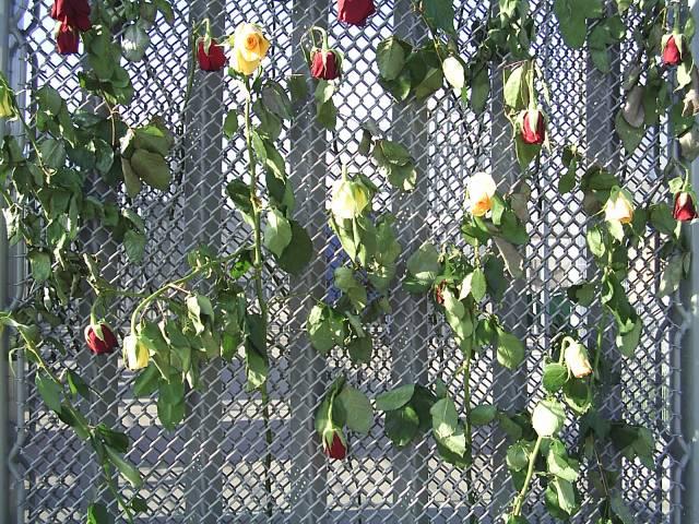 rozen in het hek op schiphol oost