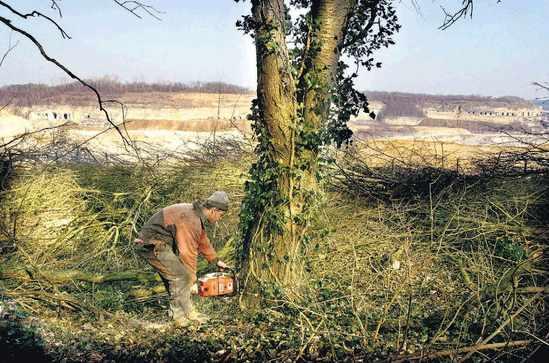 Een houthakker van de ENCI aan het werk (foto Dagblad de Limburger)