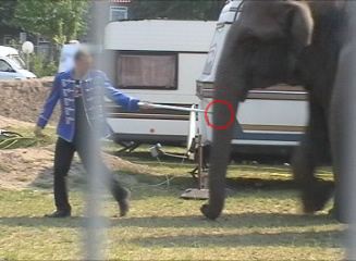 het gebruik van een olifantenhaak door circus Renz