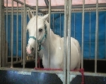 paard bij circus Renz